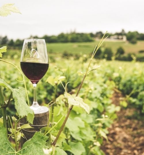 azienda vitivinicola